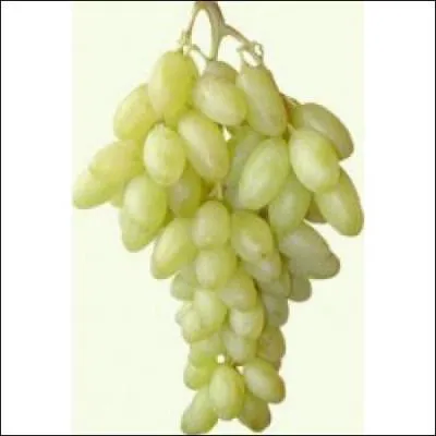 Quel est ce raisin blanc de varit prcoce cueillie de mi-aot  dbut octobre qui se prsente en grosse grappe  la pulpe croquante et juteuse et lgrement aromatique ?