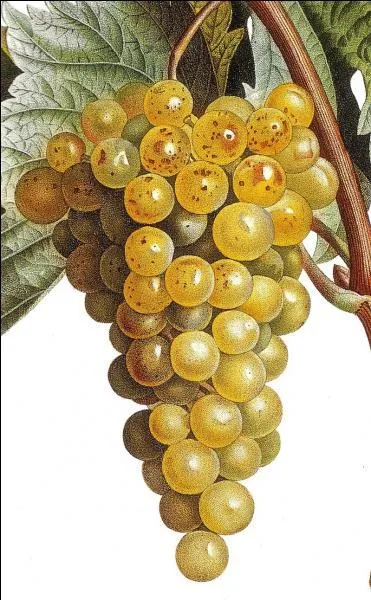 Quel est le nom de cette varit de raisin blanc, trs ancienne, qui se prsente avec de belles grappes dores et offre une foule de petits grains qui exhalent des senteurs florales et fruites ?