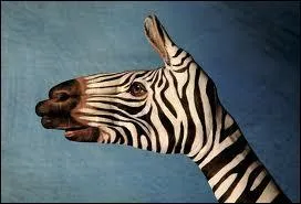 Nous comptons cinq doigts par main, mais combien de phalanges chacune de nos mains comptent-elles ?