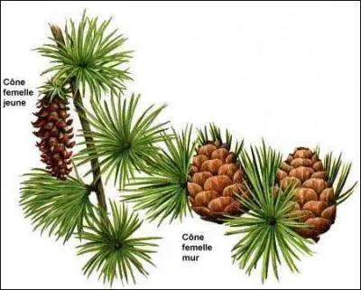 Reconnaissez-vous cet arbre, mais oui bien sr ! c'est un ...