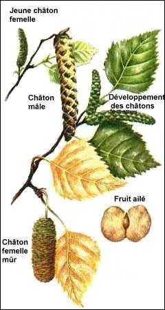 Une espce de cpe se plat  voisiner avec cet arbre dont il porte le nom, c'est un ...