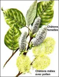 Celui-ci est dit  pleureur  :