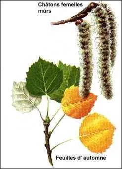 En automne, vous pouvez trouver des pleurotes  la base du tronc de cet arbre.