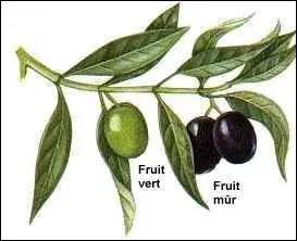 De ses fruits, on peut extraire une excellente huile, une des plus recommande pour la sant :