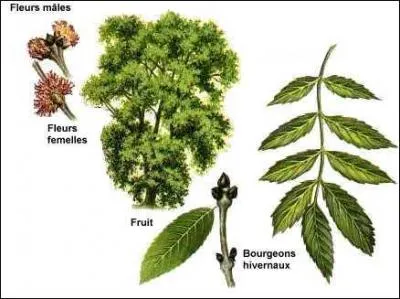 Son bois trs dur, sans fil, est bien connu pour tre utilis dans la fabrication des manches d'outils :