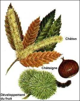 De nombreuses espces de cpes aiment le voisinage de cet arbre :