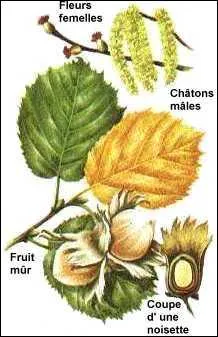 Les cureuils aiment me visiter pour y faire leurs provisions (indice  Caisse d'pargne ). Mais oui, c'est vident, je suis le ...