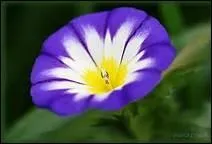 Comment s'appelle cette fleur ?