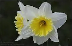 Comment s'appelle cette fleur ?