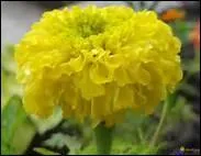 Comment s'appelle cette fleur ?