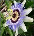 Comment s'appelle cette fleur ?