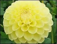 Comment s'appelle cette fleur ?