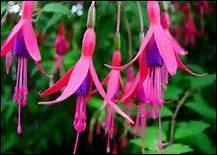 Comment s'appelle cette fleur ?