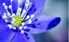 Quiz Plantes