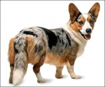 Les chiens prfrs de la reine d'Angleterre sont des ...