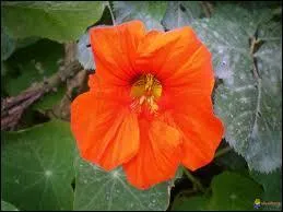 Comment se nomme cette fleur ?