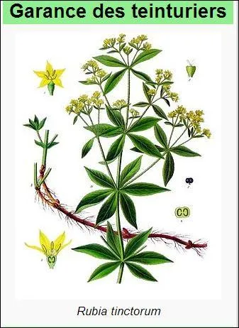 En Orient, la Garance des teinturiers (Rubia tintorum) est utilise depuis des milliers d'annes pour teindre les toffes. Les Gaulois la mlangeaient avec une crucifre appele  pastel , pour obtenir une belle couleur violette. En France, elle a fait l'objet d'un important commerce, surtout durant le XIXe sicle. Les colorants de synthse ont provoqu sa chute. Quelle couleur donnait-elle ?