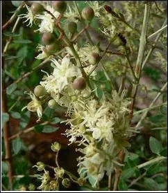 Henn (Lawsonia inermis) - Dj utilis il y a 2000 ans en Egypte pour colorer les tissus, et en Afrique pour la cration de batiks. En Afrique du Nord, il sert pour teindre et renforcer les cheveux, ainsi que pour la ralisation de trs beaux tatouages phmres. De quelle couleur est la pte obtenue  l'aide de cette plante ?