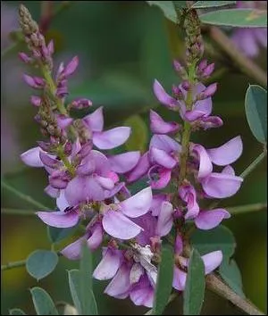 Originaire d'Asie tropicale, l'indigo (Indigofera tinctoria) fut cultiv dans le midi au cours des XVIIe et XVIIIe sicles, o il remplaa le pastel, car d'un cot de production moins lev. Il tait dj connu ds le XIIIe sicle en France, mais seulement utilis par les peintres  cause de cette concurrence. Quelle teinte donne-t-il ?