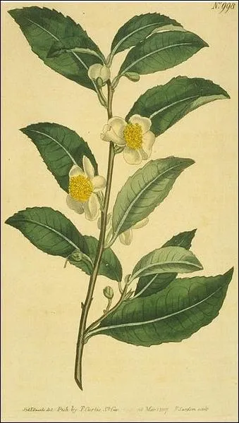 Comment se nomment les sels de chrome utiliss dans la teinturerie, pour la fixation des couleurs ?