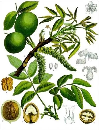 Le noyer (Juglans regia) est utilis pour son  brou  dont on tire une belle couleur que l'on utilise en teinturerie et en bnisterie. Quelle en est la couleur ?