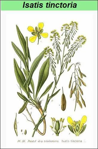 Les premires cultures du pastel (Isatis tinctoria) se dveloppent au XIIe sicle, en provenance d'Orient et d'Espagne, entre autres. Au XVe, et XVIe sicle, Toulouse est la plaque tournante du pastel. Il sert  la teinture des toffes et la fabrication de pigments pour peintres et enlumineurs. La prosprit du commerce donne la lgende du pays du cocagne. Quelle teinte donne-t-il ?