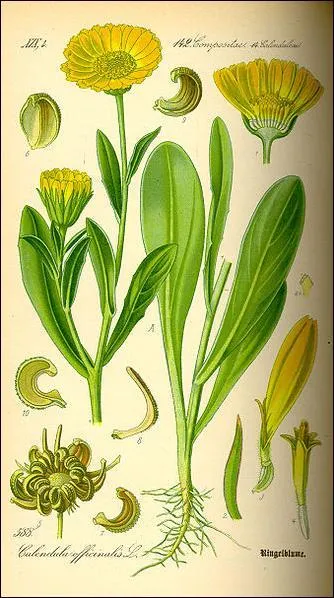 Comment se nomme cette jolie plante aux fleurs jaunes, utilise en teinture, phytothrapie et cosmtique ?