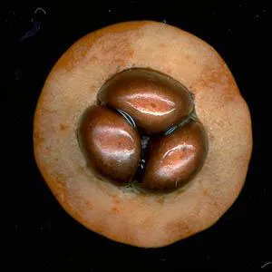 La chair de ce fruit est trs agrable par sa consistance et sa saveur, contrairement  celle de l'autre varit de la mme famille pour laquelle il faut attendre le blettissement. Quel est ce piridion ?