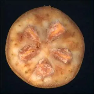 Le pricarpe est charnu  l'extrieur et cartilagineux  l'intrieur (trognon). Quel faux-fruit donne ces ppins ?