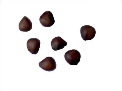 Les fruits sont de la grosseur du pouce. La chair jaune tant trs astringente, ils se consomment comme les nfles aprs blettissement de la pulpe. De quel arbre proviennent-ils ?