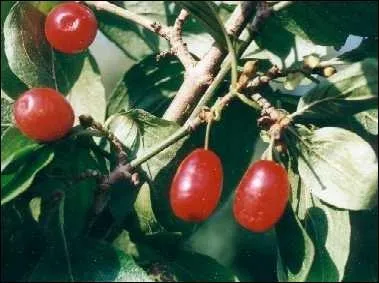 Ce sont des drupes rouges, de la taille et de la forme d'une olive allonge. Elles ont une saveur acidule et peuvent tre consommes fraches, ou entrer dans la prparation de marmelades ou de boissons alcoolises. Quels sont ces fruits de nos campagnes ?