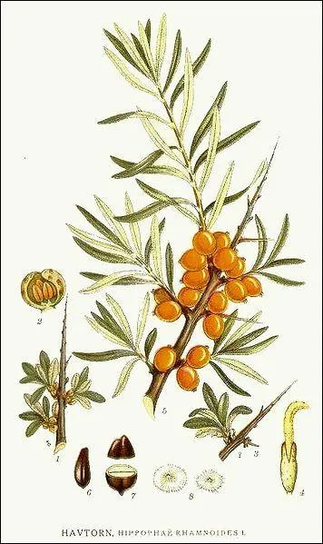 Arbuste galement appel saule pineux, olivier de Sibrie, ananas de Sibrie. Il est pineux, au feuillage caduc, originaire d'Asie et d'Europe. On le trouve souvent en bord de mer ou de rivire. Il donne les fruits que l'on appelle :