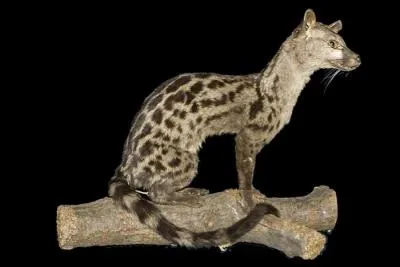 Quelle est cette genette d'Afrique occidentale ?