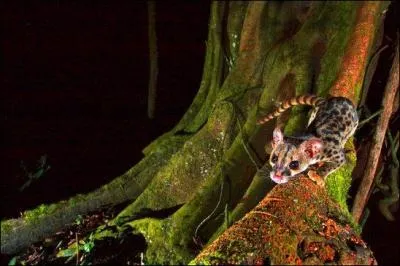 Quelle est cette poyane du bassin du Congo ?