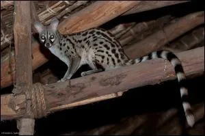 Quelle est cette genette dont les femelles n'ont qu'une paire de ttines ?