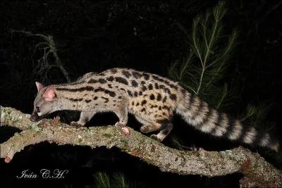 Quel est le seul viverrid europen ?