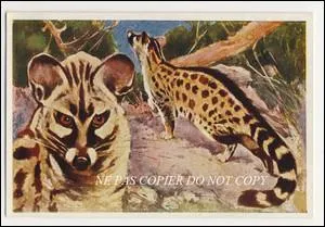 Quelle est cette genette pesant de 1, 5  2, 5kg ?