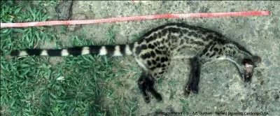 Quelle est cette genette, proie facile pour l'aigle couronn ?