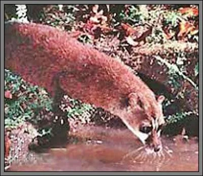 Quelle est cette genette se nourrissant principalement de poissons ?