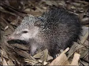 Ce petit mammifre insectivore, ressemblant au hrisson commun, est un animal principalement nocturne et solitaire. Malheureusement pour lui, il est aussi un mets trs apprci et est consomm en carri ou en civet. Comment s'appelle-t-il ?