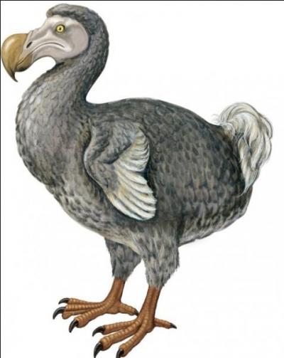 Commenons avec cet oiseau,  emblme  de La Runion, qui a malheureusement disparu  la fin du XVIIe sicle :