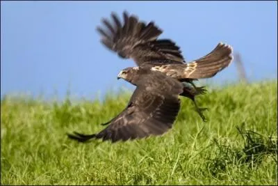La buse de Maillard est le seul rapace de La Runion. Son envergure ne dpasse pas 120 cm et on peut la voir planer au-dessus des ravines presque partout sur l'le. Cette espce protge est plus communment appele :