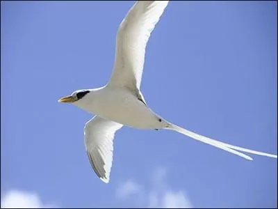 Autre symbole de l'le : cet oiseau marin se rencontre le long des falaises runionnaises et le long des ravines perant dans les terres. Quel est son nom ?