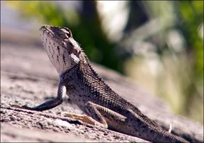 L'agame mesure entre 20 et 40 cm, trs rapide il escalade les murs ou les arbres et se rencontre le jour dans les zones ouvertes type savane ou prs des habitations. Il est insectivore et les Runionnais l'appellent (faussement) :