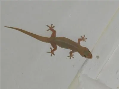 Le Gecko diurne  poussire d'or est un insectivore qui a besoin de beaucoup de soleil pour vivre et qui peut se nourrir,  l'occasion, du nectar des fruits. Comment les Runionnais l'appellent-ils ?