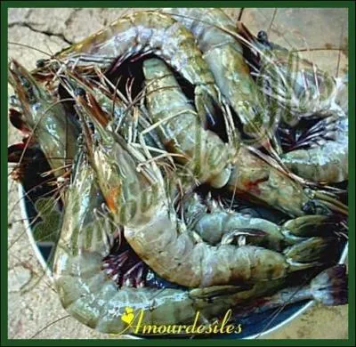 Comment s'appelle cette crevette gante (10  15 cm) que l'on trouve dans les eaux douces, qui se nourrit principalement la nuit et qui est omnivore ?