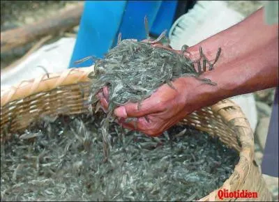 Les Runionnais sont prts  payer des fortunes ces alevins de quelques dizaines de millimtres de long, capturs avec un grand dploiement de techniques traditionnelles  l'embouchure des rivires. Considrs comme le  caviar runionnais , ce sont :