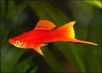 Dans le mme dictionnaire, Pierre Desproges donne une dfinition du xiphophore ( voir photo). Selon lui, il met un cri strident au moment de se reproduire. Lequel ?