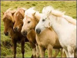 De quelle couleur sont les robes de ces chevaux ?