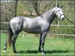 De quelle couleur est la robe de ce cheval ?